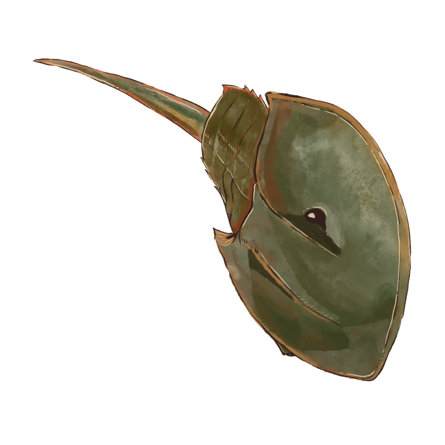 Horseshoe Crab