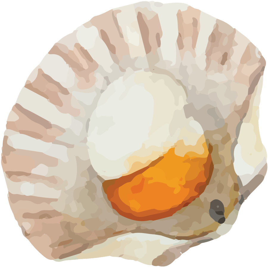 scallops