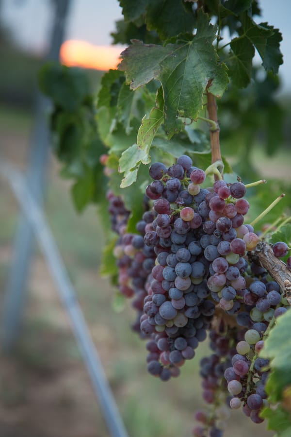 Willcox - Carlson Creek Vineyard Harvest_credit Arizona Office of Tourism_09-17 (9)