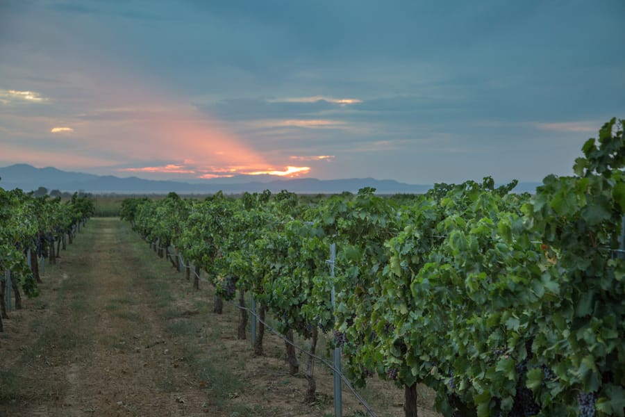 Willcox - Carlson Creek Vineyard Harvest_credit Arizona Office of Tourism_09-17 (14)