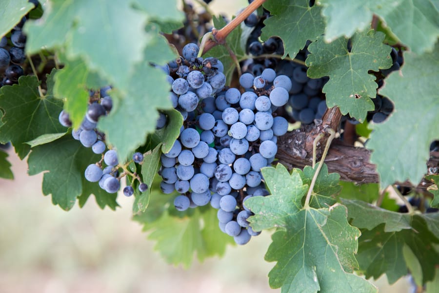 Willcox - Carlson Creek Vineyard Harvest_credit Arizona Office of Tourism_09-17 (34)