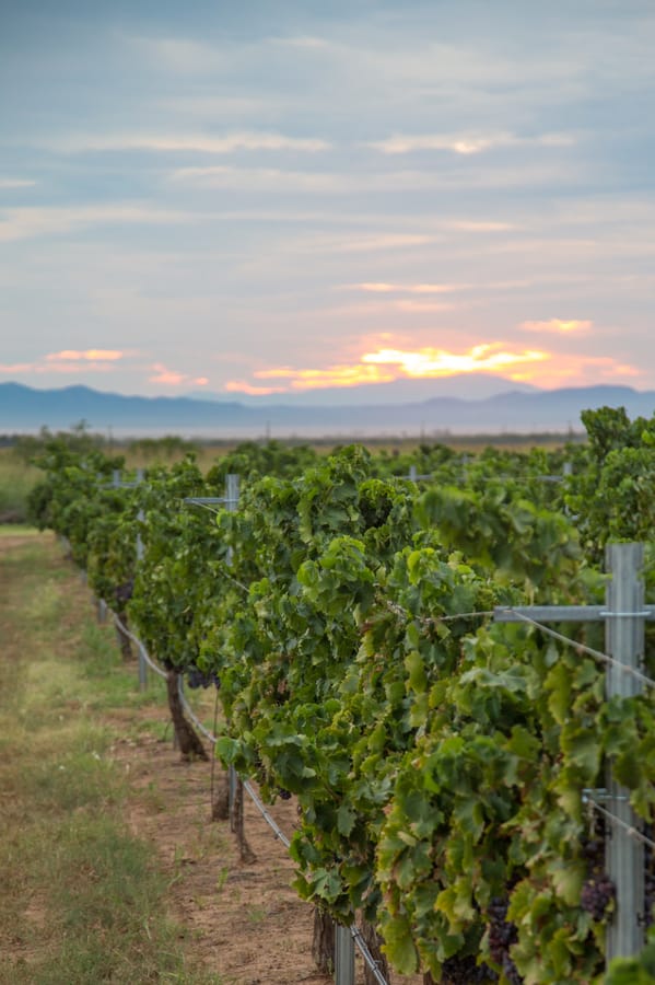 Willcox - Carlson Creek Vineyard Harvest_credit Arizona Office of Tourism_09-17 (8)