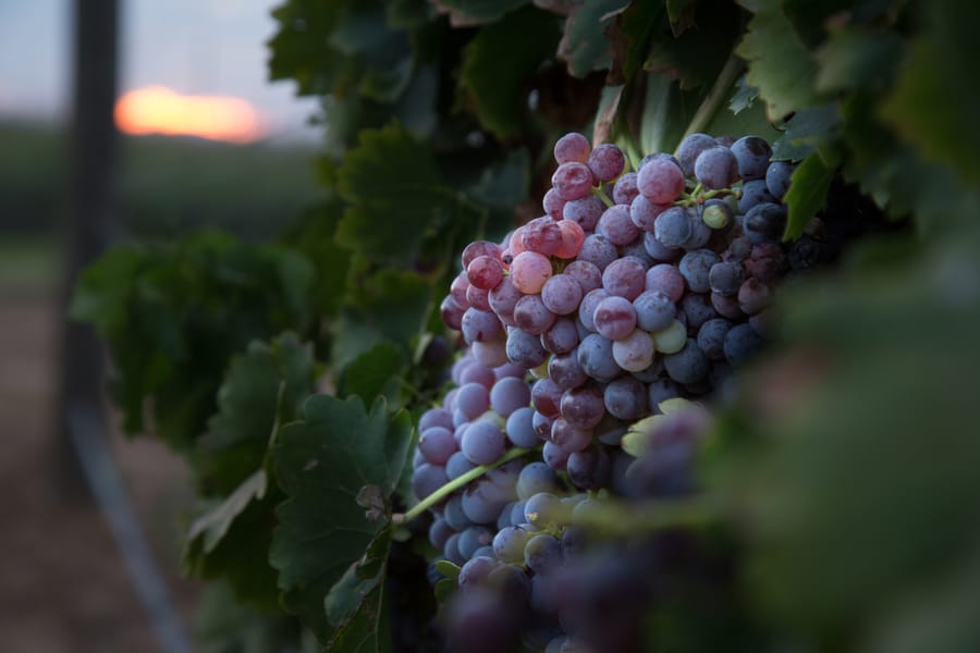 Willcox - Carlson Creek Vineyard Harvest_credit Arizona Office of Tourism_09-17 (10)