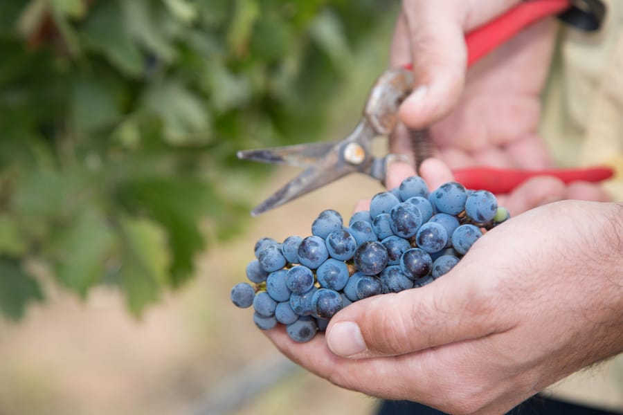 Willcox - Carlson Creek Vineyard Harvest_credit Arizona Office of Tourism_09-17 (30)