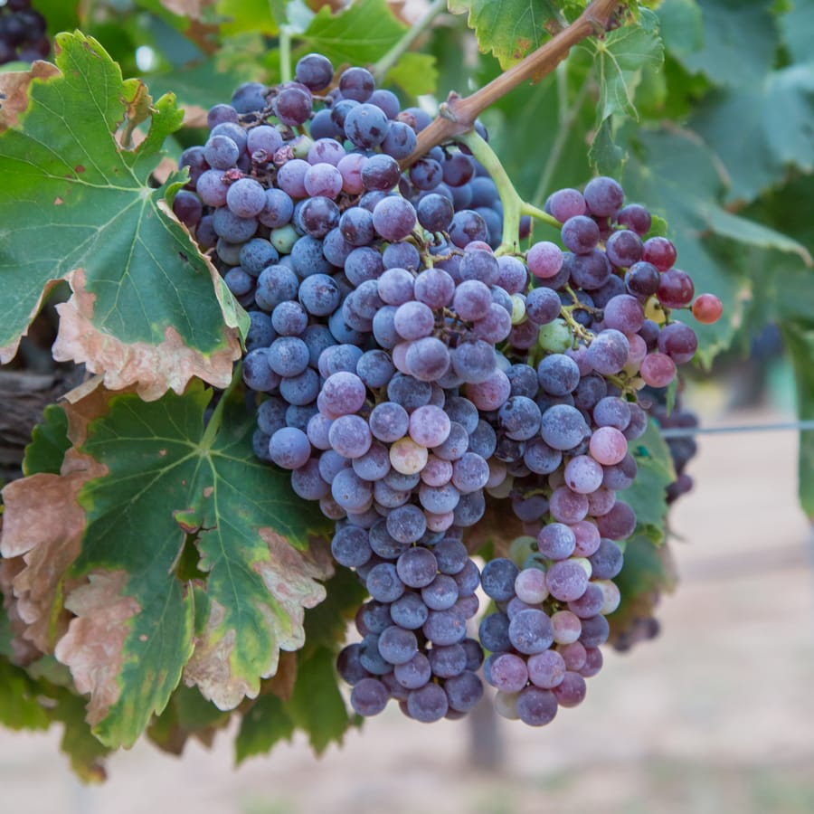 Willcox - Carlson Creek Vineyard Harvest_credit Arizona Office of Tourism_09-17 (7)