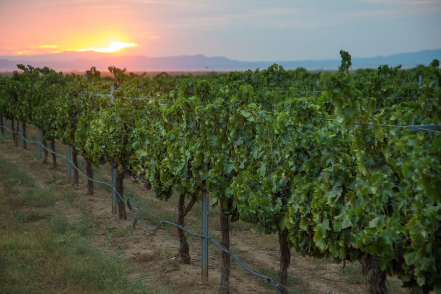 Willcox - Carlson Creek Vineyard Harvest_credit Arizona Office of Tourism_09-17 (13)