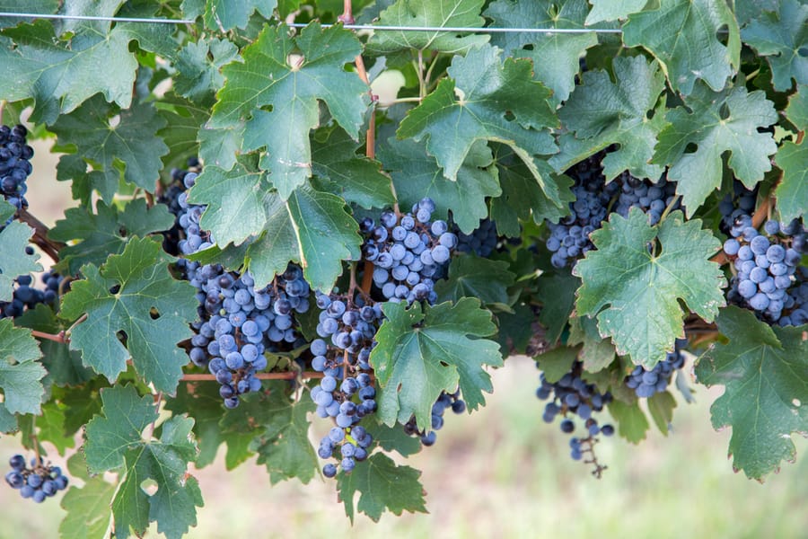 Willcox - Carlson Creek Vineyard Harvest_credit Arizona Office of Tourism_09-17 (35)