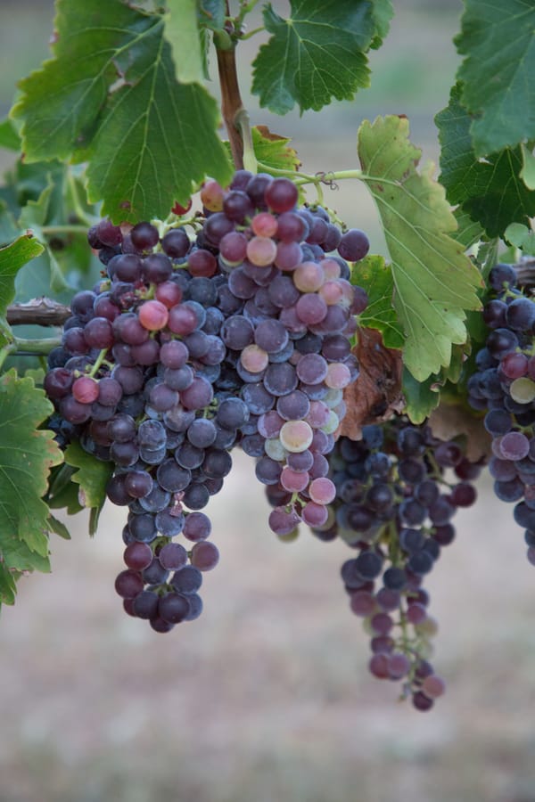 Willcox - Carlson Creek Vineyard Harvest_credit Arizona Office of Tourism_09-17 (12)