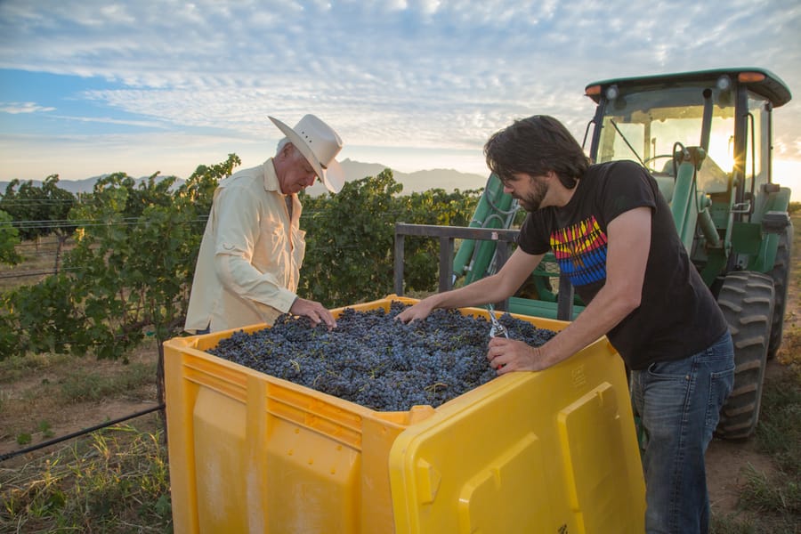 Willcox - Carlson Creek Vineyard Harvest_credit Arizona Office of Tourism_09-17 (26)