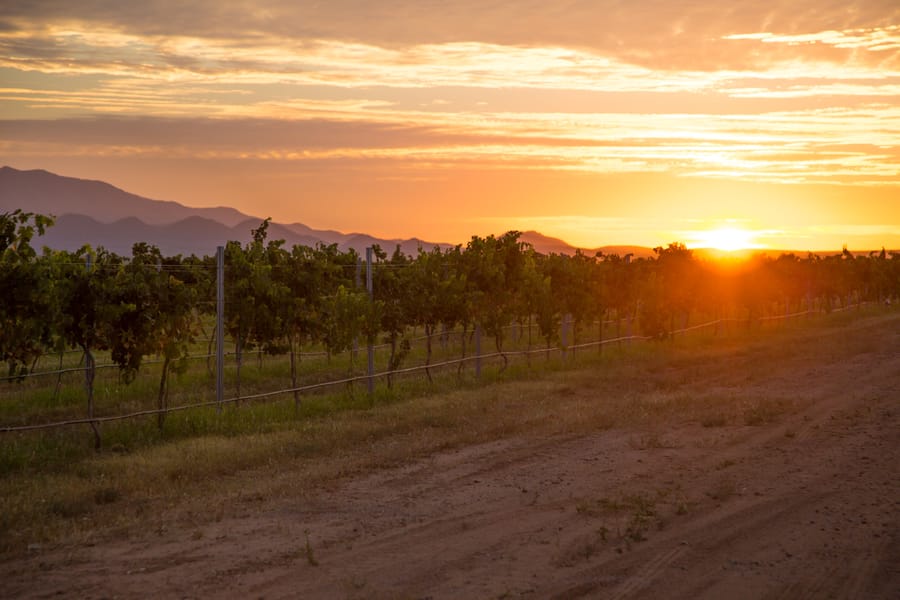 Willcox - Carlson Creek Vineyard Harvest_credit Arizona Office of Tourism_09-17 (20)