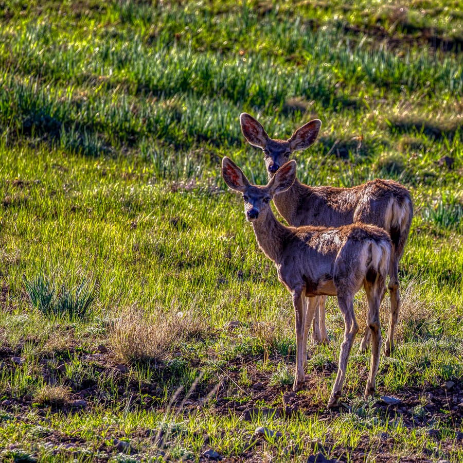 Pinetop Lakeside - Deer in the Wild_credit AdventurePiece2020