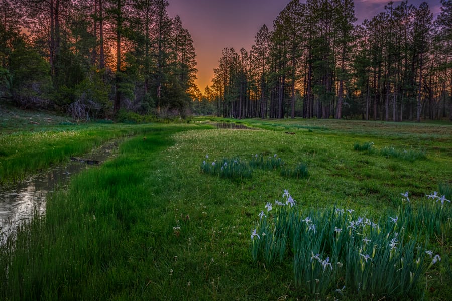 Pinetop Lakeside - Sunset in Forest_Credit_An_Pham