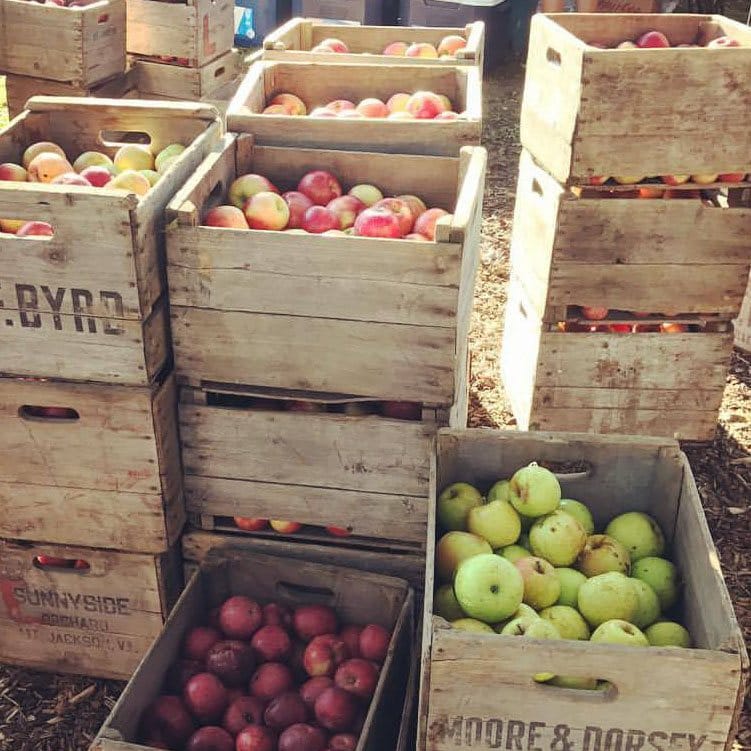 AppleFestival_Apples