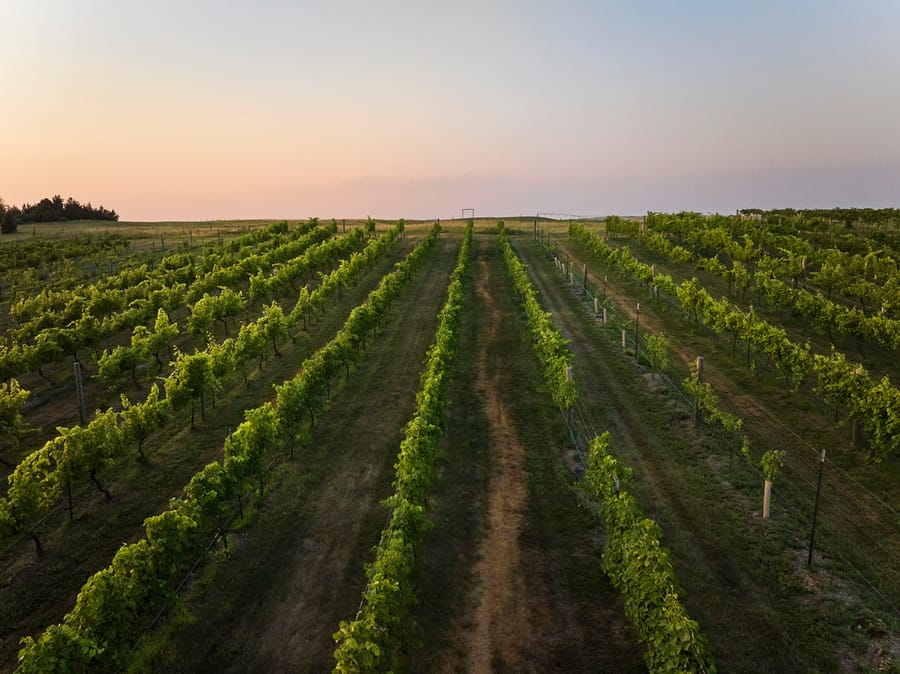 Niobrara Valley Vineyards_Hedge Landscape_Clay Cook Shoot 2024