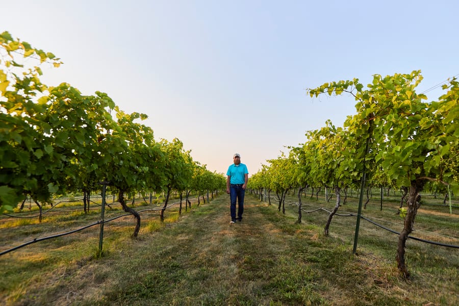 Niobrara Valley Vineyards_Man in Hedge Row