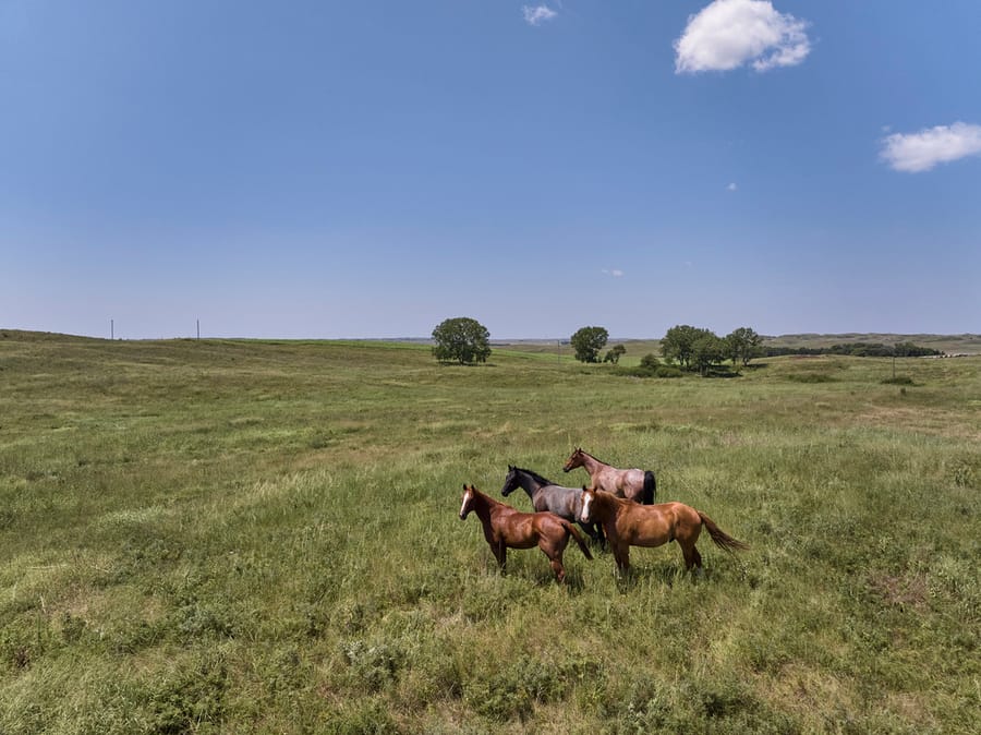 Calamus Outfitters_Group of Horses_Clay Cook Shoot 2024