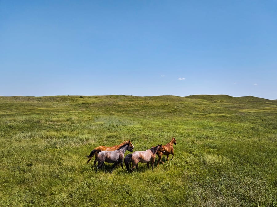 Calamus Outfitters_Horses in Grassland_Clay Cook Shoot 2024