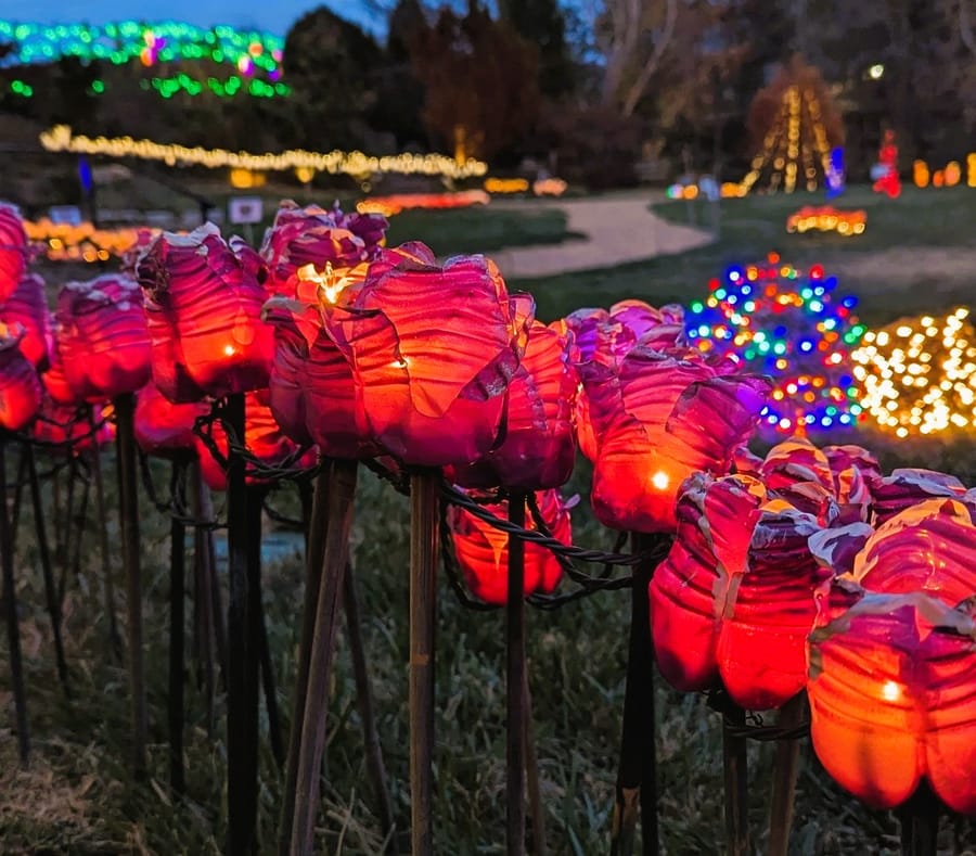 Ciener Botanical Gardens holiday blooms (2)
