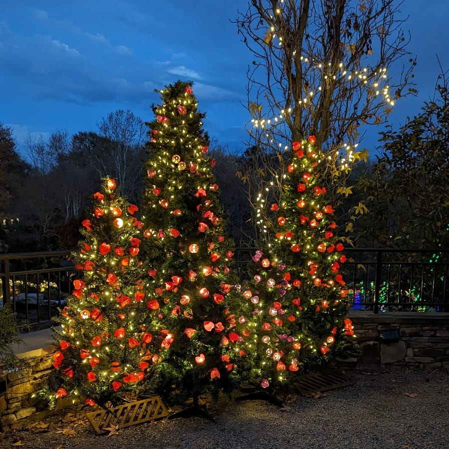 Ciener Botanical Gardens holiday blooms (3)