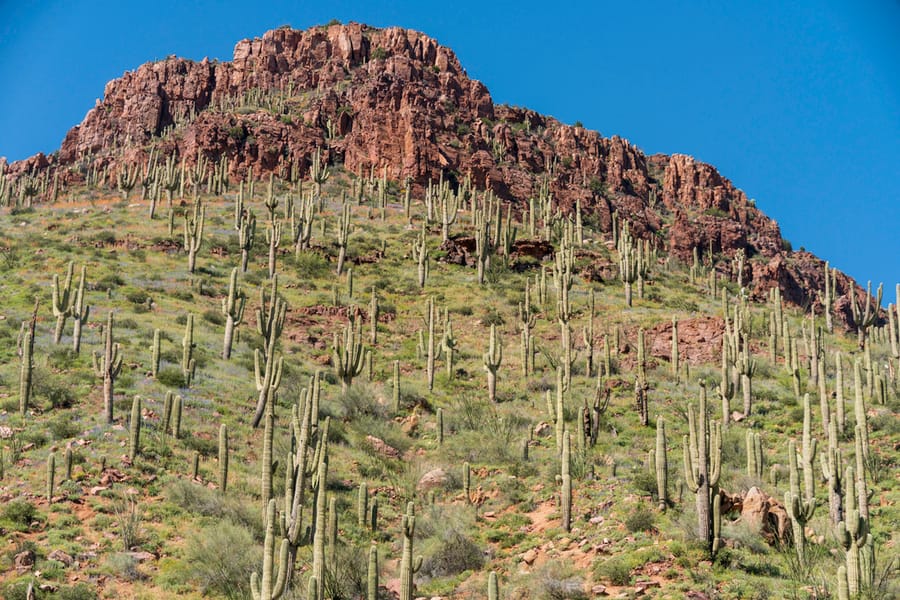 Salt River Rafting_Visit_Arizona_credit @bradenpphoto_04-23 (16)