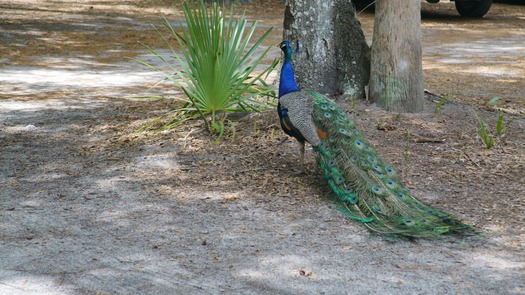 Peacock at Cracker Creek (16)