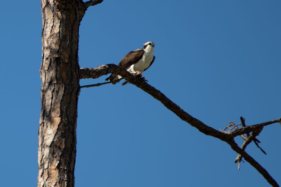 IMG_4987-Enhanced-NR