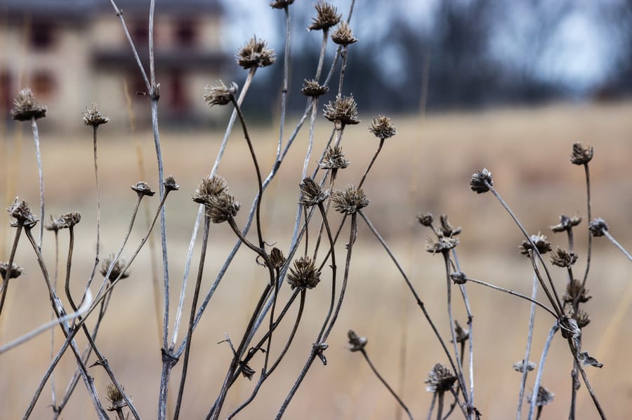 Winter Wonder at Longwood Gardens