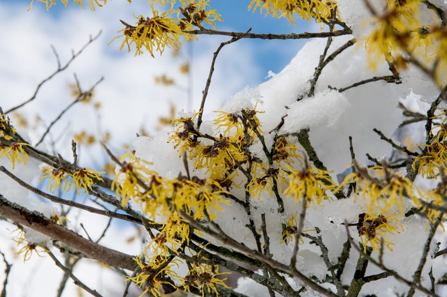 Winter Wonder at Longwood Gardens