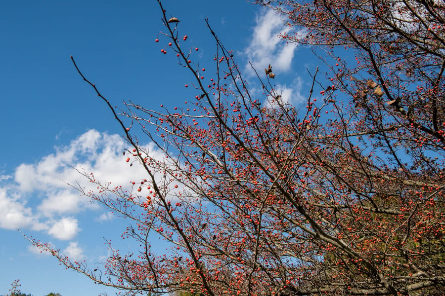 Winter Wonder at Longwood Gardens