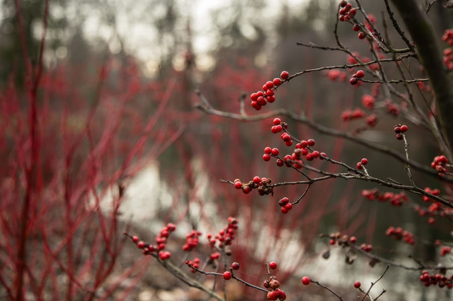 Winter Wonder at Longwood Gardens