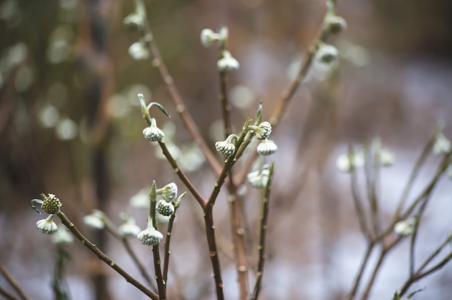 Winter Wonder at Longwood Gardens