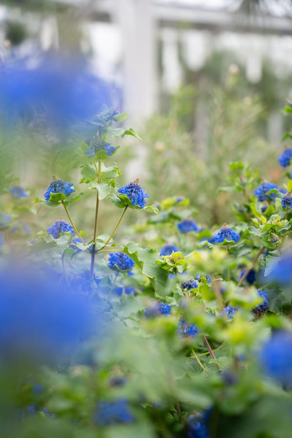 Winter Wonder at Longwood Gardens