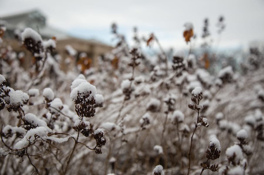 Winter Wonder at Longwood Gardens