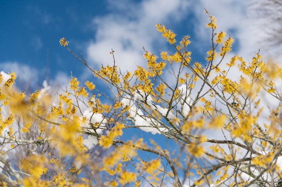 Winter Wonder at Longwood Gardens