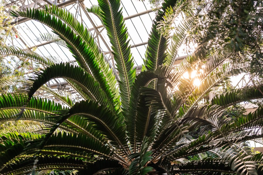 Winter Wonder at Longwood Gardens