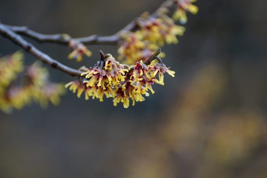 Winter Wonder at Longwood Gardens