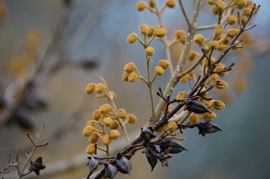 Winter Wonder at Longwood Gardens