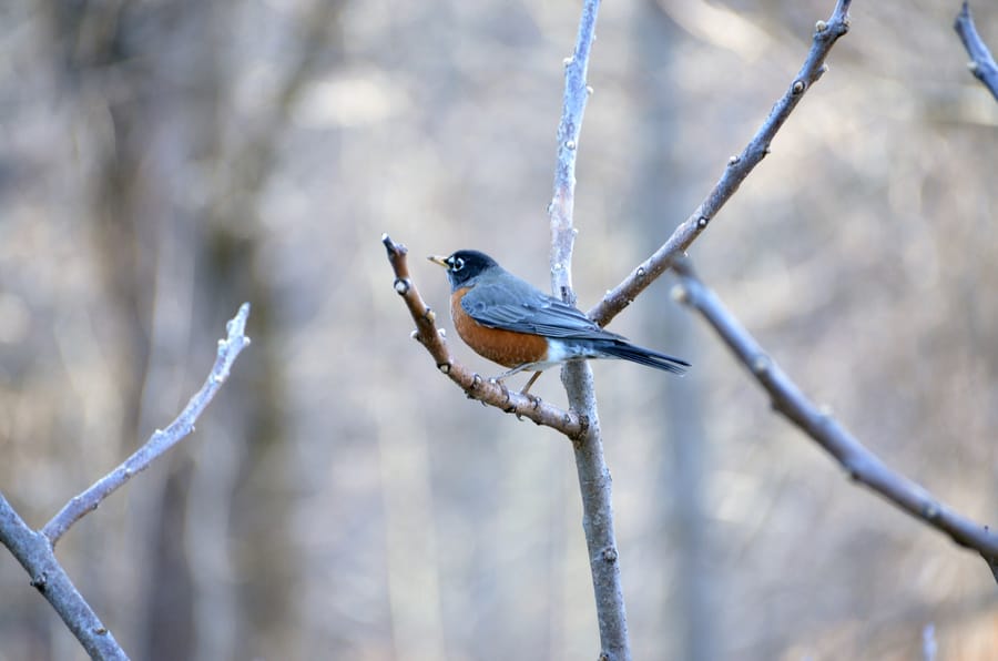 Winter Wonder at Longwood Gardens