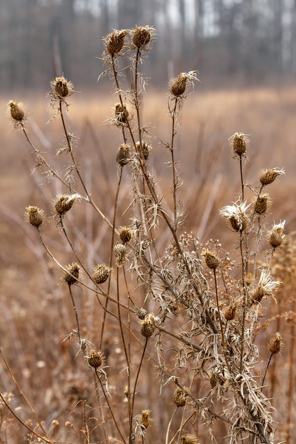 Winter Wonder at Longwood Gardens