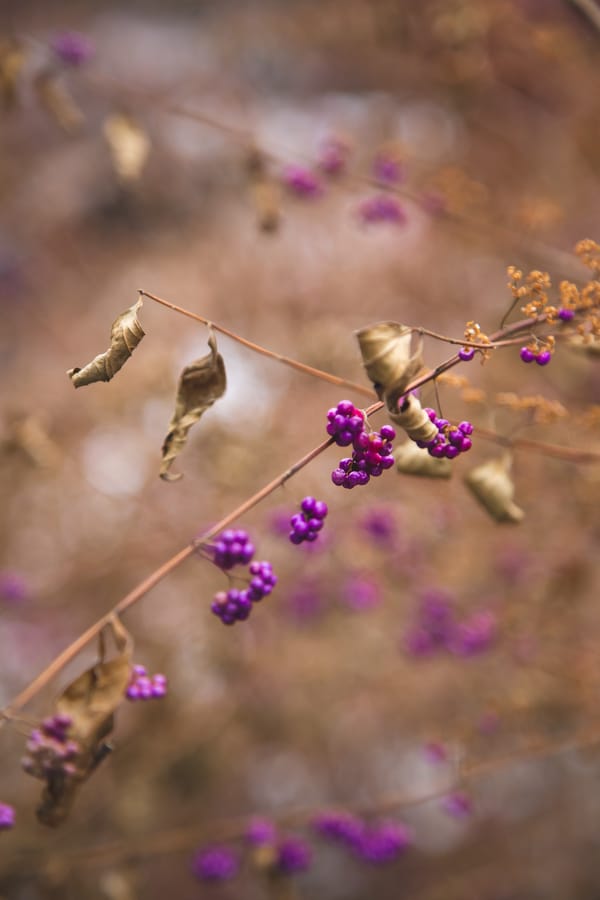 Winter Wonder at Longwood Gardens