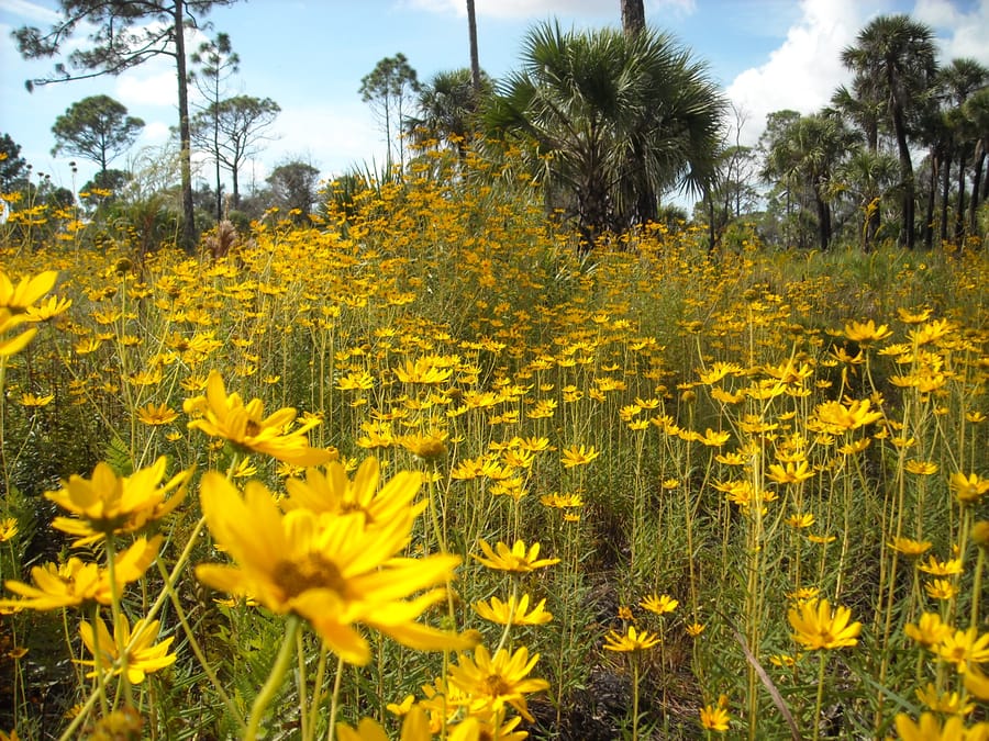 Wildflowers in Flatwoods