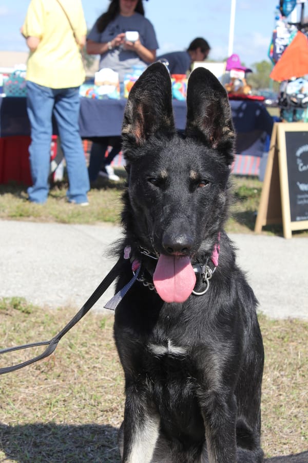 Woofstock_20250208 (104)