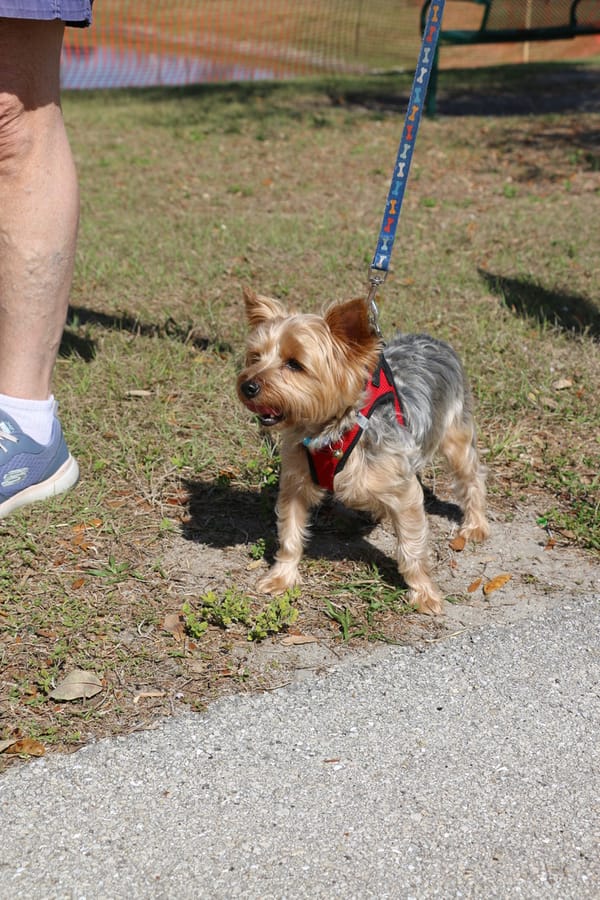 Woofstock_20250208 (25)