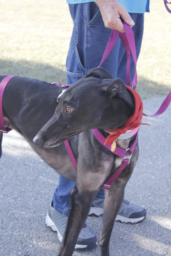 Woofstock_20250208 (47)