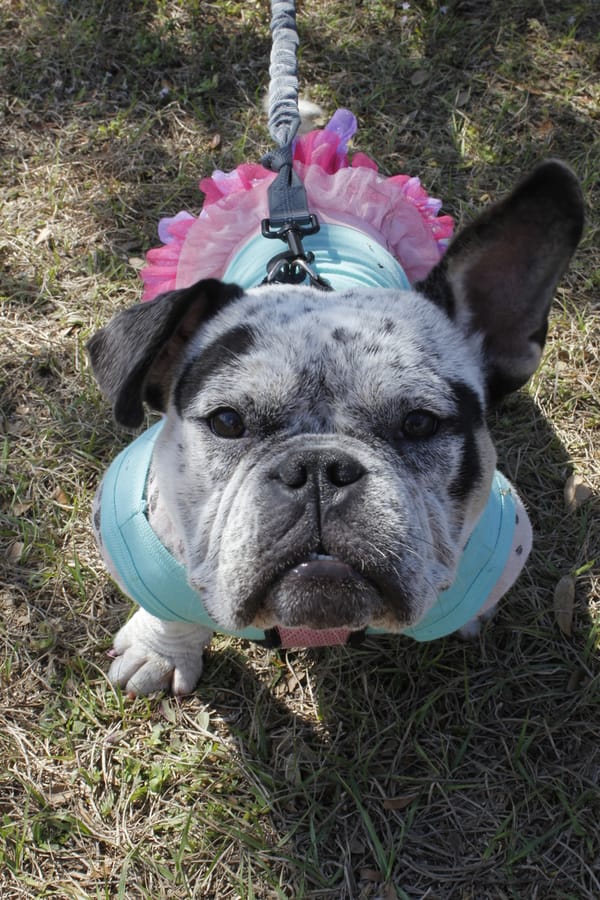 Woofstock_20250208 (61)