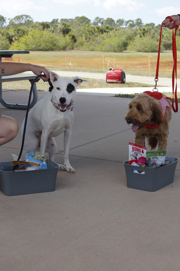 Woofstock_20250208 (74)