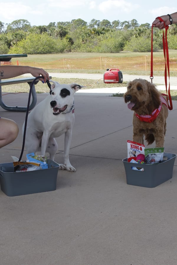 Woofstock_20250208 (73)