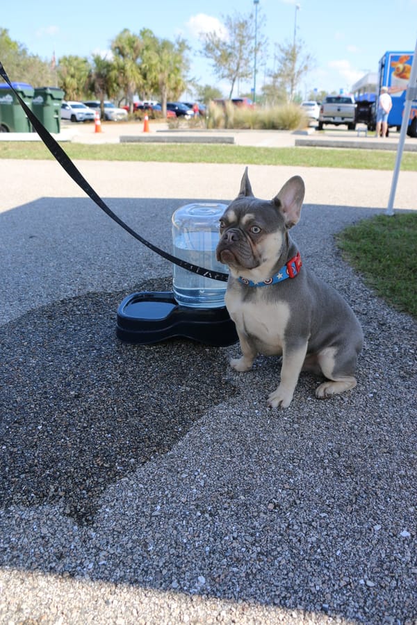Woofstock_20250208 (4)