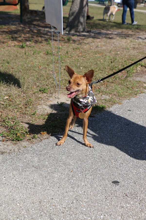 Woofstock_20250208 (24)