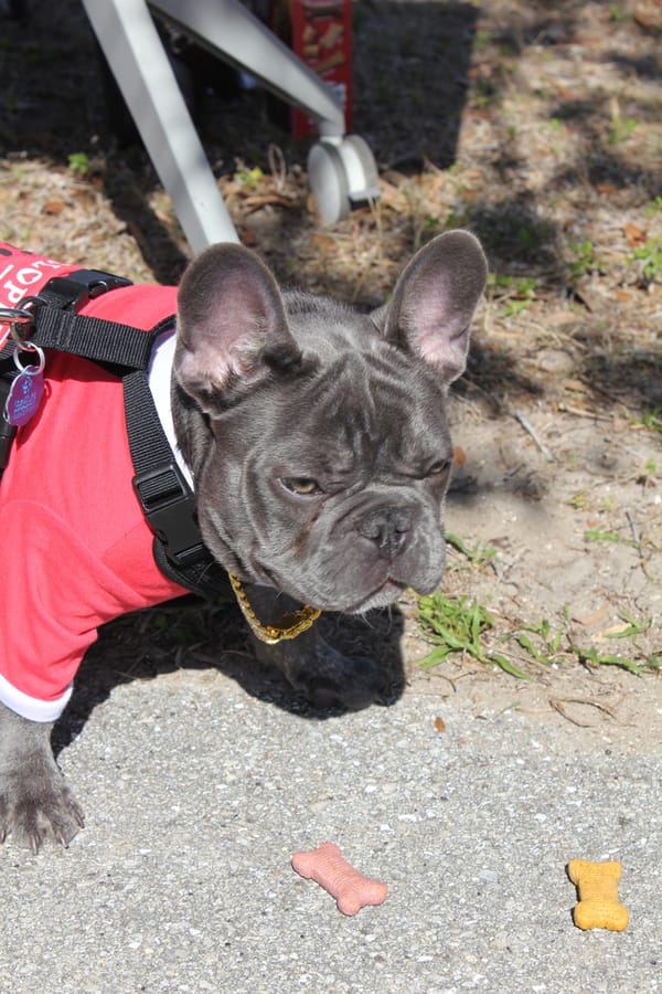 Woofstock_20250208 (105)